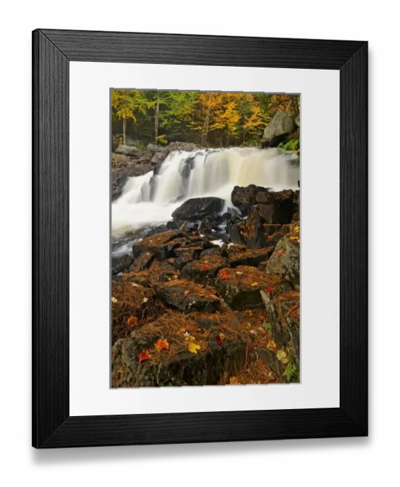 Framed Print : Canada, Ontario, Emsdale. Maple leaves on rocks next to Magnetewan River. Credit as Framed Print : Canada, Ontario, Emsdale. Maple leaves on rocks next to Magnetewan River. Credit as