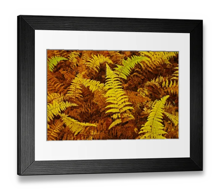 Framed Print : Canada, Ontario, Baysville. Wood ferns in autumn