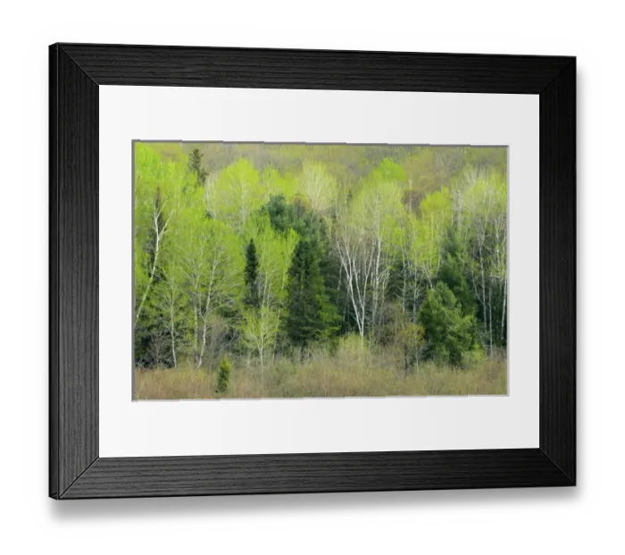 Framed Print : Canada, Ontario, Utterson. Trees at edge of forest in spring Framed Print : Canada, Ontario, Utterson. Trees at edge of forest in spring