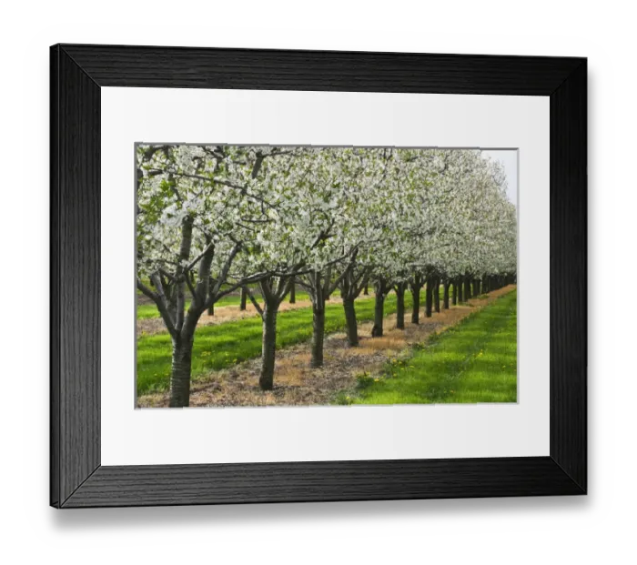 Framed Print : Canada, Ontario, St. Catharines. Apple orchard in bloom