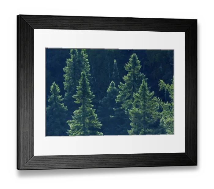 Framed Print : Canada, Ontario. Algonquin Provincial Park. Black spruce trees backlit. Credit as Framed Print : Canada, Ontario. Algonquin Provincial Park. Black spruce trees backlit. Credit as
