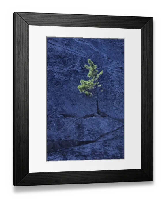 Framed Print : Canada, Ontario. Pine tree growing from crack in rock Framed Print : Canada, Ontario. Pine tree growing from crack in rock