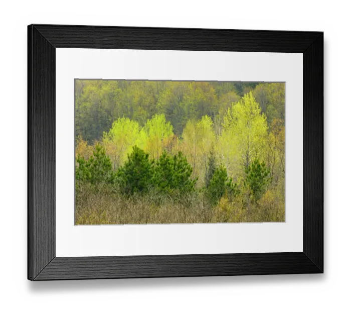 Framed Print : Canada, Ontario, Rosseau. Scots pine and deciduous trees in spring foliage. Credit as