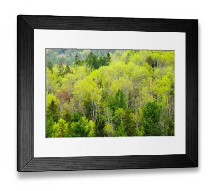 Framed Print : Canada, Ontario, Rosseau. Mixed-wood forest in spring foliage