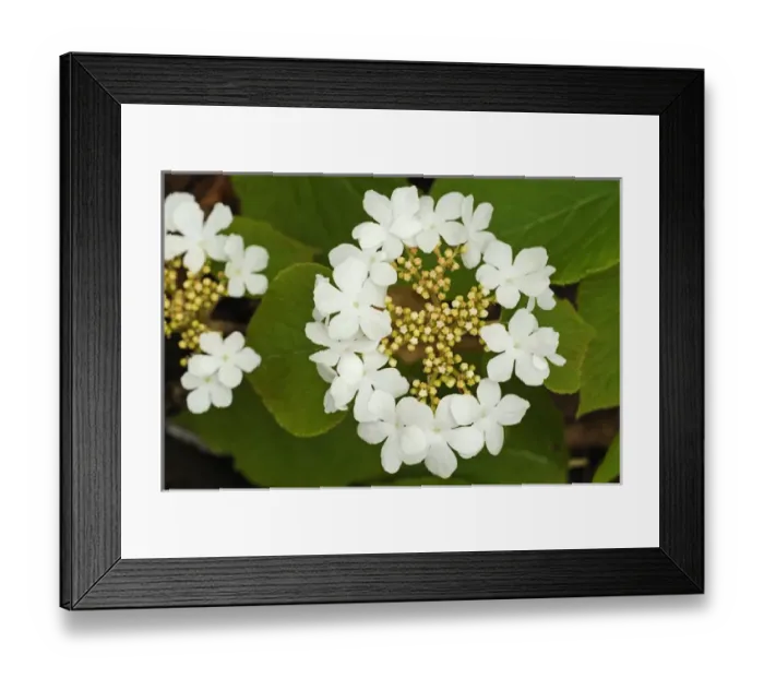 Framed Print : Canada, Ontario, Dorset. Flowers on hobblebush shrub Framed Print : Canada, Ontario, Dorset. Flowers on hobblebush shrub