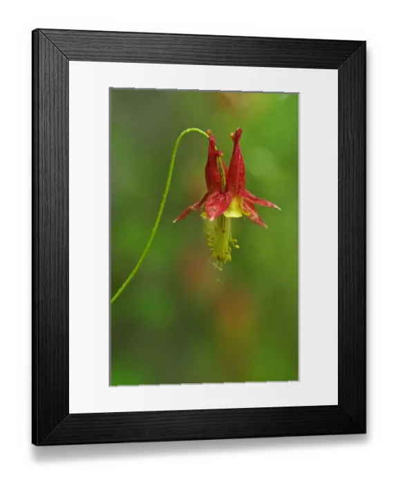 Framed Print : Canada, Thousand Islands National Park. Close-up of columbine flower. Credit as Framed Print : Canada, Thousand Islands National Park. Close-up of columbine flower. Credit as