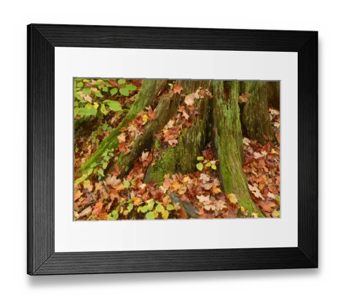 Framed Print : Canada, Ontario, Ragged Falls Provincial Park. Moss-covered tree trunk and fallen maple leaves Framed Print : Canada, Ontario, Ragged Falls Provincial Park. Moss-covered tree trunk and fallen maple leaves