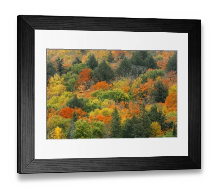 Framed Print : Canada, Ontario, Algonquin Provincial Park. Hill covered in autumn foliage. Credit as