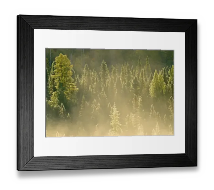 Framed Print : Canada, Ontario, Worthington. Conifers in morning fog Framed Print : Canada, Ontario, Worthington. Conifers in morning fog