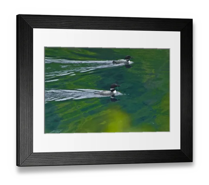 Framed Print : Canada, Ontario, Killarney Provincial Park. Common loons swim on Killarney Lake. Credit as Framed Print : Canada, Ontario, Killarney Provincial Park. Common loons swim on Killarney Lake. Credit as