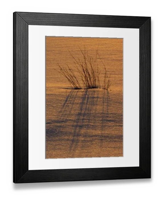 Framed Print : Canada, Ontario, Hope Bay. Grasses at sunset