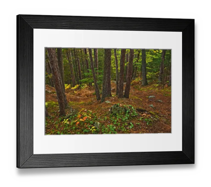 Framed Print : Canada, Ontario, Killarney Provincial Park. Scenic of red pine forest on Granite Ridge Trail Framed Print : Canada, Ontario, Killarney Provincial Park. Scenic of red pine forest on Granite Ridge Trail