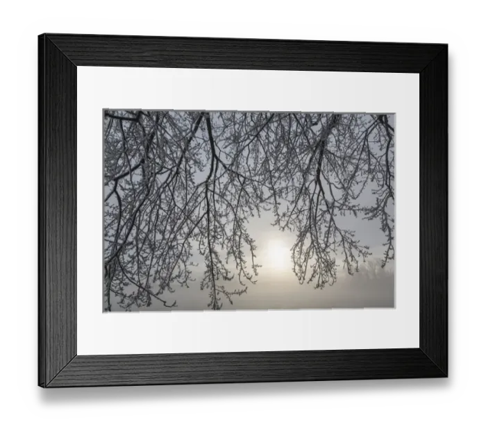 Framed Print : Canada, Ottawa, Ottawa River. Frosty branches and fog-shrouded sun