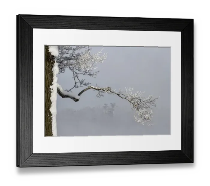 Framed Print : Canada, Ottawa, Ottawa River. Frosty branches in fog Framed Print : Canada, Ottawa, Ottawa River. Frosty branches in fog