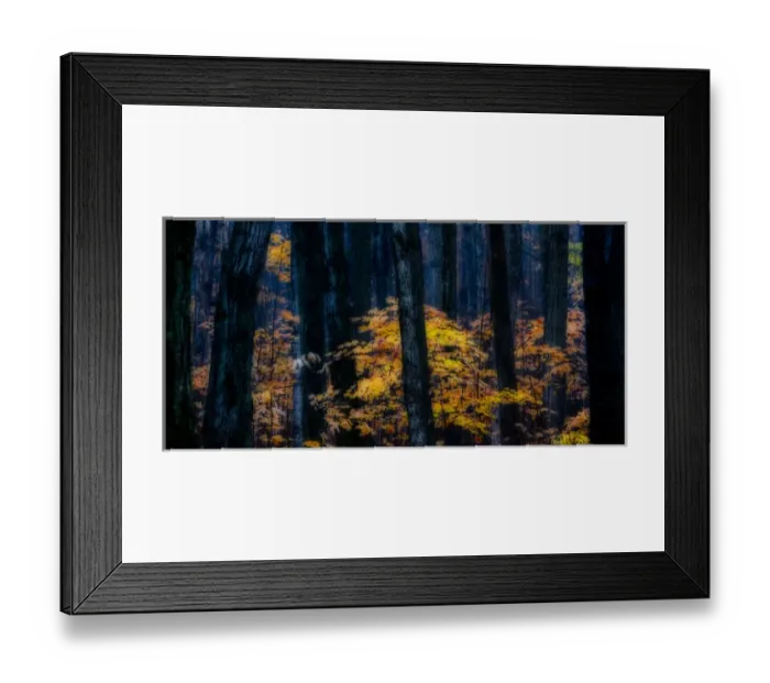 Framed Print : Canada, Ontario. Autumn abstract of forest. Credit as: Bill Young / Jaynes Gallery / DanitaDelimont Framed Print : Canada, Ontario. Autumn abstract of forest. Credit as: Bill Young / Jaynes Gallery / DanitaDelimont