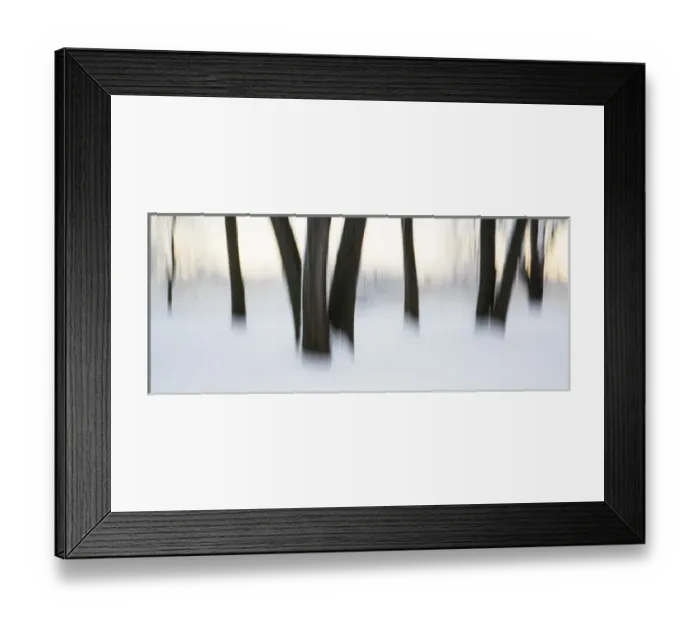Framed Print : Canada, Ottawa, Ottawa River. Abstract of tree trunks in snow