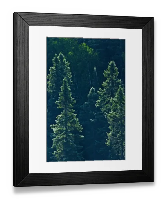 Framed Print : Canada, Ontario. Algonquin Provincial Park. Black spruce trees backlit. Credit as Framed Print : Canada, Ontario. Algonquin Provincial Park. Black spruce trees backlit. Credit as