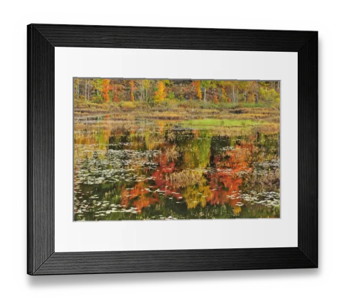 Framed Print : Canada, Ontario, Minden. Reflection of autumn-colored trees in pond Framed Print : Canada, Ontario, Minden. Reflection of autumn-colored trees in pond