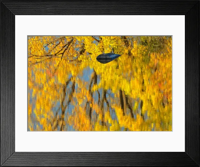 Framed Print : Canada, Ontario, Whitefish. Autumn color reflected in Vermilion River. Credit as