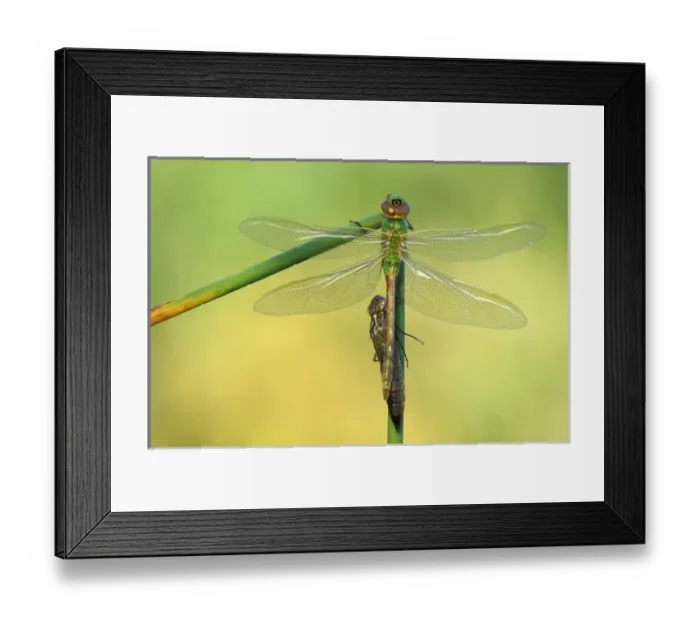 Framed Print : Canada, Ontario. Green darner dragonflies on stem Framed Print : Canada, Ontario. Green darner dragonflies on stem