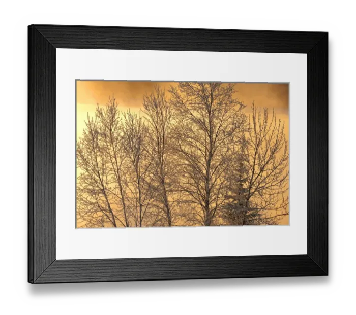Framed Print : Canada, Ontario, Ear Falls. Poplar trees covered in horafrost at sunrise. Credit as Framed Print : Canada, Ontario, Ear Falls. Poplar trees covered in horafrost at sunrise. Credit as