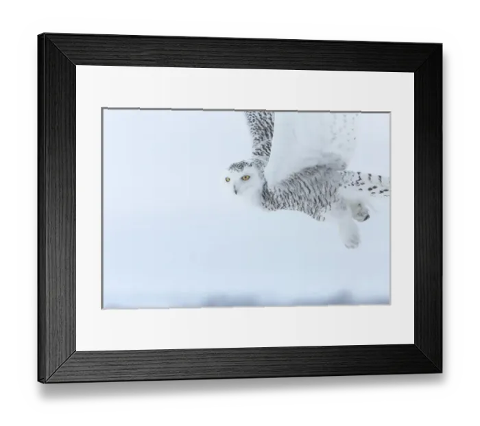 Framed Print : Canada, Ontario, Barrie. Close-up of snowy owl in flight Framed Print : Canada, Ontario, Barrie. Close-up of snowy owl in flight