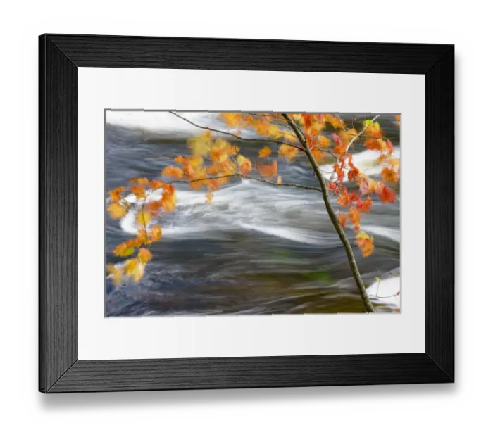 Framed Print : Canada, Quebec, Mont-Rolland. Red maple tree along Riviere-du-Nord Framed Print : Canada, Quebec, Mont-Rolland. Red maple tree along Riviere-du-Nord