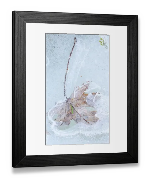 Framed Print : Canada, Quebec, Mount St-Bruno Conservation Park. Silver maple leaf caught in ice Framed Print : Canada, Quebec, Mount St-Bruno Conservation Park. Silver maple leaf caught in ice