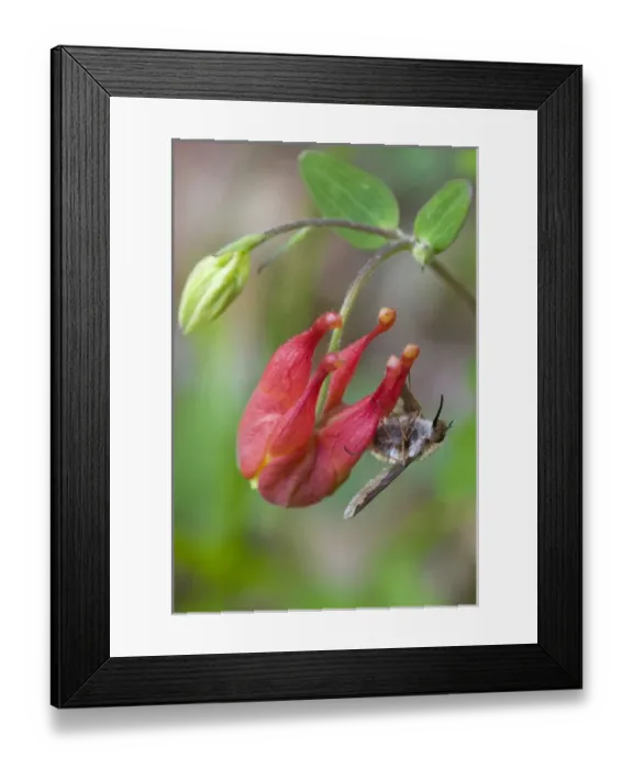 Framed Print : Canada, Quebec, Mount St-Bruno Conservation Park. Bee fly on wild columbine. Credit as Framed Print : Canada, Quebec, Mount St-Bruno Conservation Park. Bee fly on wild columbine. Credit as