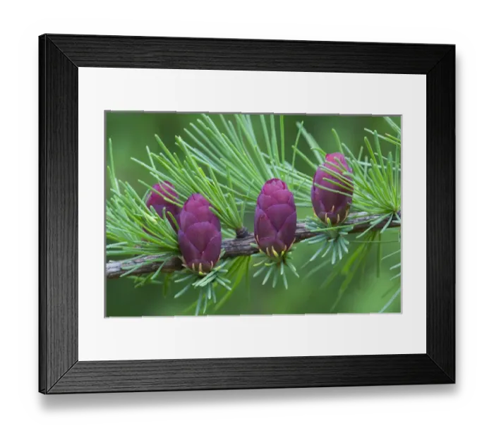 Framed Print : Canada, Quebec, Mount St-Bruno Conservation Park. Tamarack tree cones. Credit as