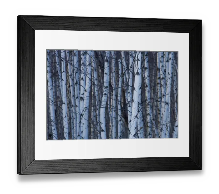 Framed Print : Canada, Quebec, Yamaska National Park. Gray birch forest Framed Print : Canada, Quebec, Yamaska National Park. Gray birch forest
