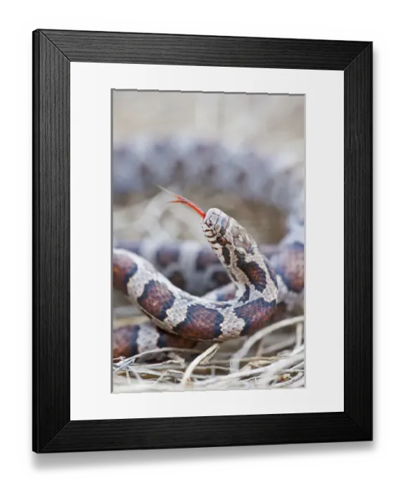 Framed Print : Canada, Quebec, Riviere des Prairies Park