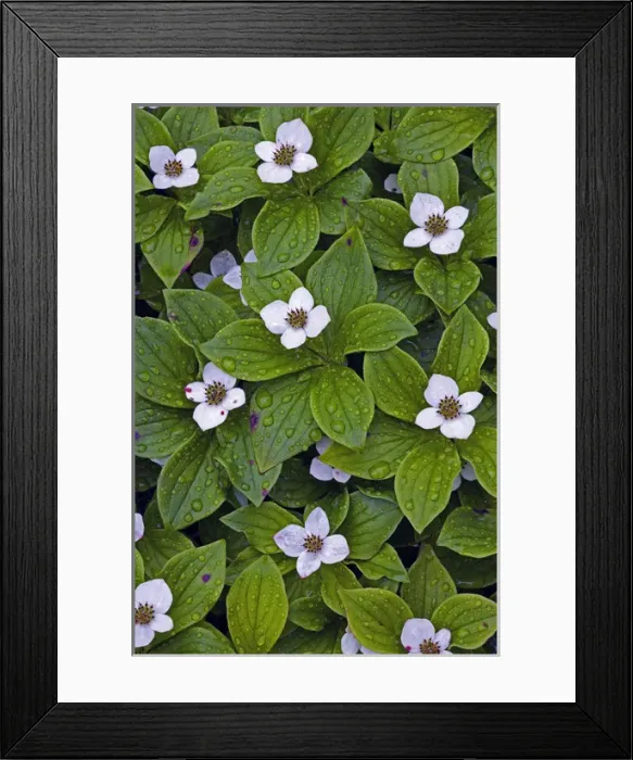 Framed Print : Canada, Quebec, Mingan. Bunchberry after rainfall Framed Print : Canada, Quebec, Mingan. Bunchberry after rainfall