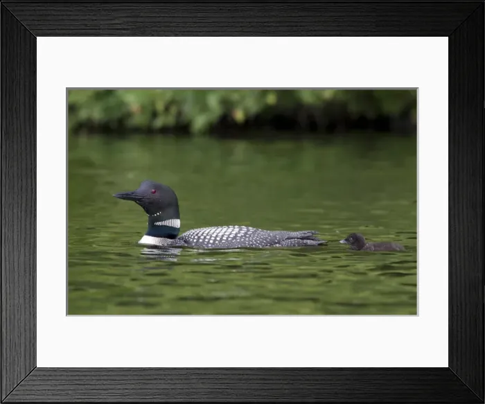 Framed Print : Canada, Quebec, Eastman. Common loon with chick Framed Print : Canada, Quebec, Eastman. Common loon with chick