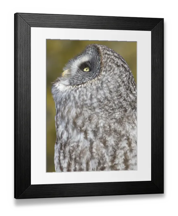 Framed Print : Canada, Quebec, Beauport. Great gray owl looking up Framed Print : Canada, Quebec, Beauport. Great gray owl looking up