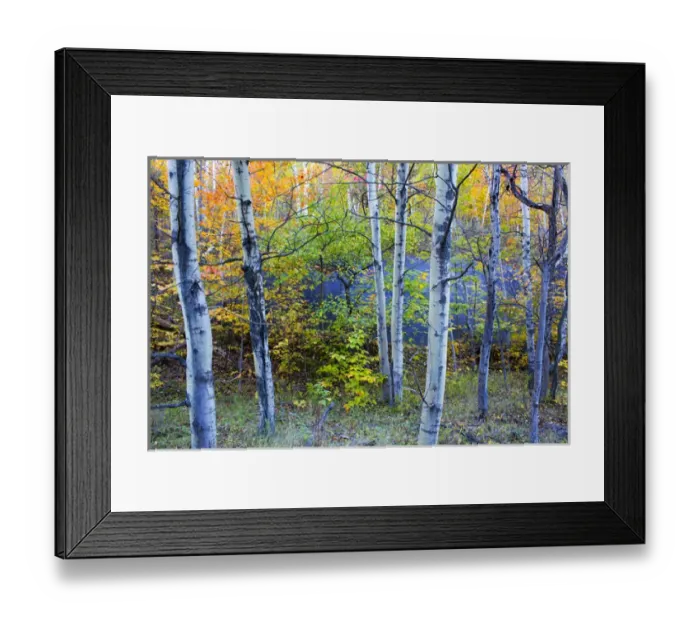 Framed Print : Canada, Quebec, Mount St-Bruno Conservation Park. Aspen poplar trees and pond. Credit as Framed Print : Canada, Quebec, Mount St-Bruno Conservation Park. Aspen poplar trees and pond. Credit as