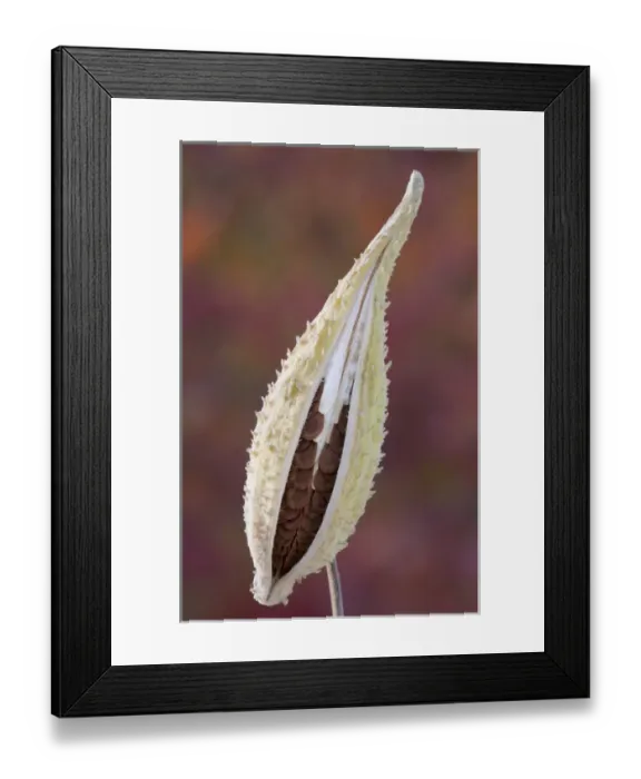 Framed Print : Canada, Quebec, Mount St-Bruno Conservation Park. Milkweed seedpod detail. Credit as Framed Print : Canada, Quebec, Mount St-Bruno Conservation Park. Milkweed seedpod detail. Credit as