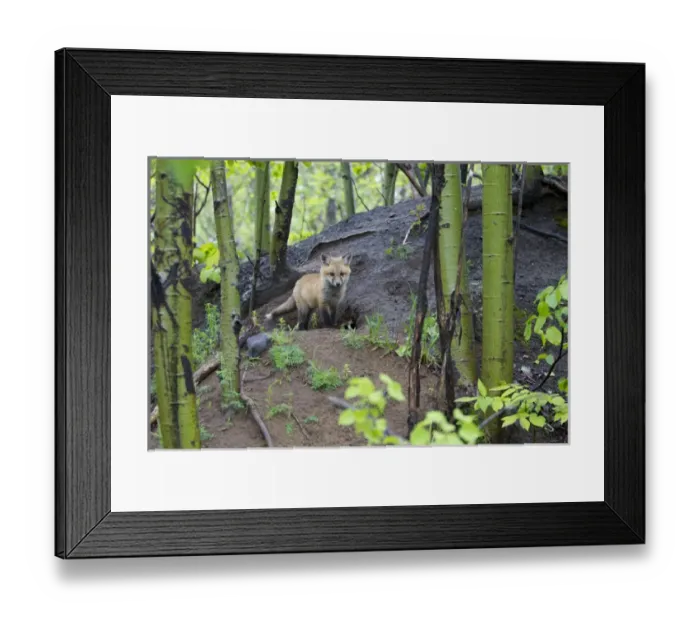 Framed Print : Canada, Quebec, Mount St-Bruno Conservation Park. Red fox kit at den site. Credit as