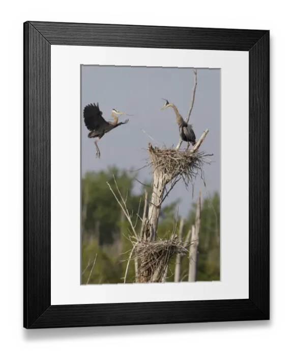 Framed Print : Canada, Quebec, St-Thimotee. Great blue herons at their nest atop dead tree. Credit as Framed Print : Canada, Quebec, St-Thimotee. Great blue herons at their nest atop dead tree. Credit as