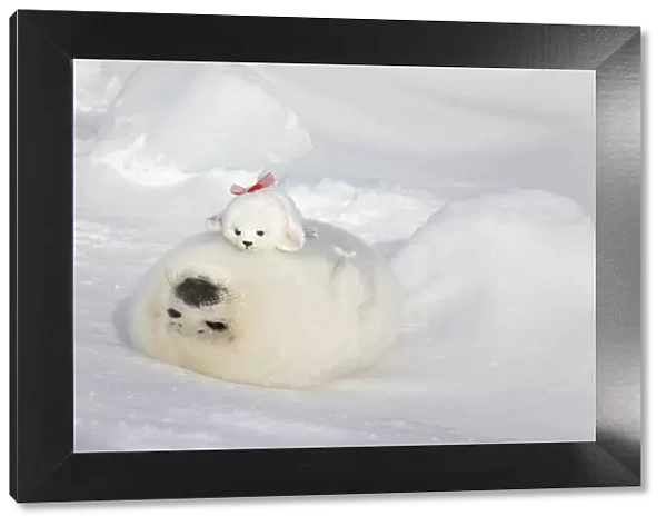 Harp seal pup and stuff seal toy on ice, Iles de la Madeleine, Quebec, Canada