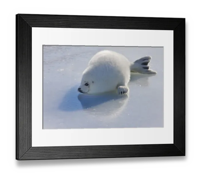 Framed Print : Harp seal pup on ice, Iles de la Madeleine, Quebec, Canada Framed Print : Harp seal pup on ice, Iles de la Madeleine, Quebec, Canada