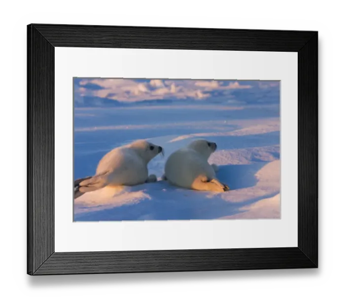 Framed Print : Two Harp seal pups on ice, Iles de la Madeleine, Quebec, Canada Framed Print : Two Harp seal pups on ice, Iles de la Madeleine, Quebec, Canada