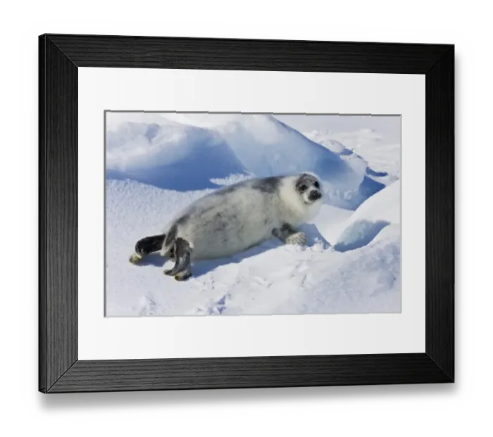 Framed Print : Ten-day-old harp seal pup fur starting to turn black, Iles de la Madeleine, Quebec Framed Print : Ten-day-old harp seal pup fur starting to turn black, Iles de la Madeleine, Quebec