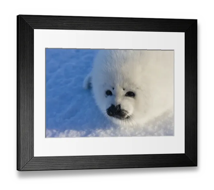 Framed Print : Harp seal pup, close up, Iles de la Madeleine, Quebec, Canada Framed Print : Harp seal pup, close up, Iles de la Madeleine, Quebec, Canada