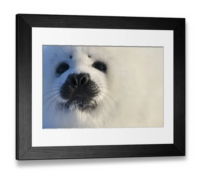 Framed Print : Harp seal pup, close up, Iles de la Madeleine, Quebec, Canada Framed Print : Harp seal pup, close up, Iles de la Madeleine, Quebec, Canada