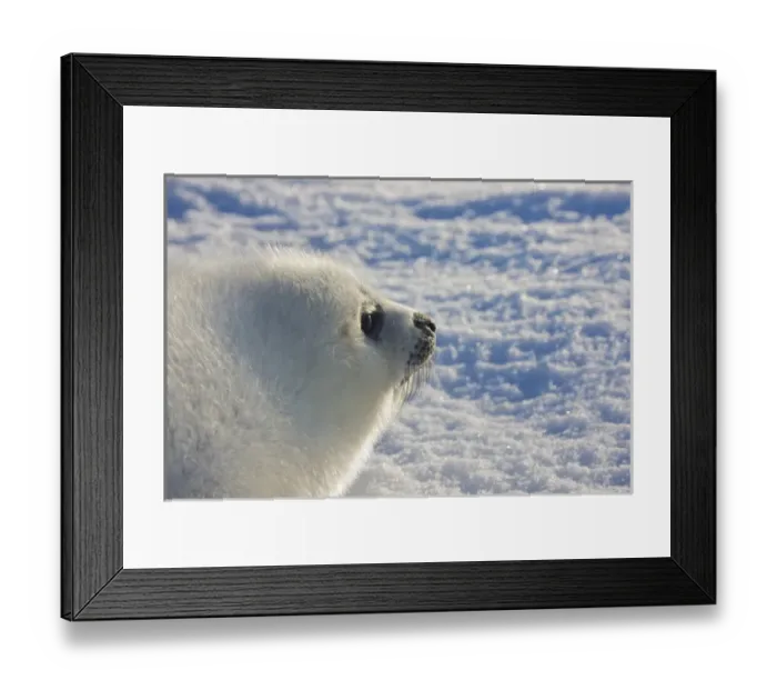 Framed Print : Harp seal pup, close up, Iles de la Madeleine, Quebec, Canada Framed Print : Harp seal pup, close up, Iles de la Madeleine, Quebec, Canada