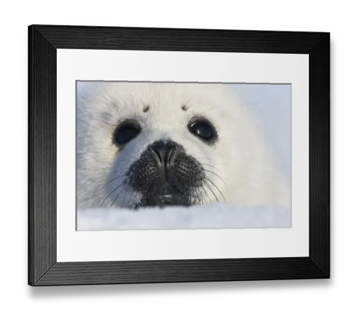 Framed Print : Harp seal pup, close up, Iles de la Madeleine, Quebec, Canada