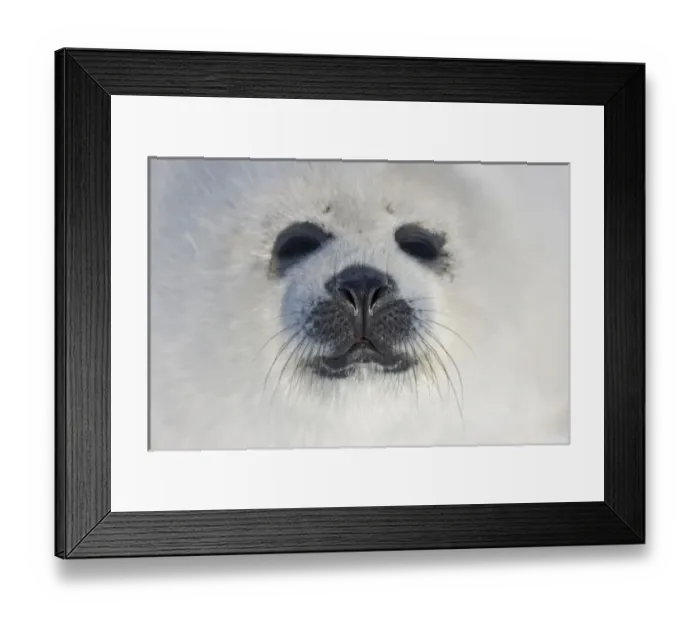 Framed Print : Harp seal pup, close up, Iles de la Madeleine, Quebec, Canada Framed Print : Harp seal pup, close up, Iles de la Madeleine, Quebec, Canada