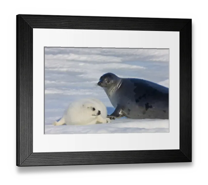 Framed Print : Harp seals, mother with cub on ice, Iles de la Madeleine, Quebec, Canada