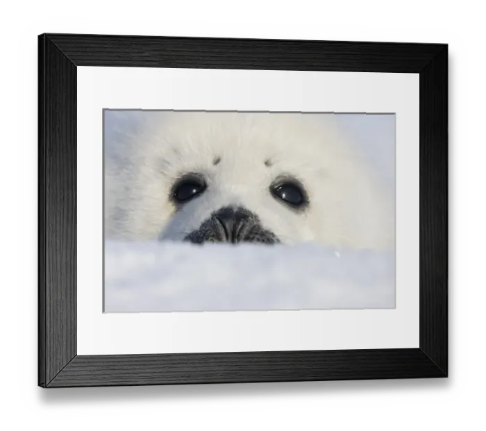 Framed Print : Harp seal pup, close up, Iles de la Madeleine, Quebec, Canada Framed Print : Harp seal pup, close up, Iles de la Madeleine, Quebec, Canada